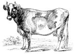 Missouri Grass Fed Beef 203 Missouri Grass Fed Beef 203