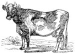 Missouri Grass Fed Beef 204 Missouri Grass Fed Beef 204