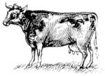 Missouri Grass Fed Beef 206