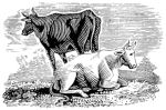 Missouri Grass Fed Beef 207