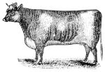 208 Missouri Grass Fed Beef Cattle 208 Missouri Grass Fed Beef Cattle