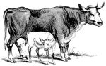 Missouri Grass Fed Beef 209