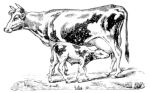 Missouri Grass Fed Beef 210