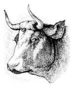Missouri Grass Fed Beef 211 Missouri Grass Fed Beef 211