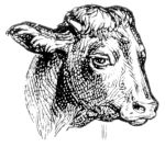 Missouri Grass Fed Beef 212 Missouri Grass Fed Beef 212