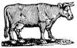 Missouri Grass Fed Beef 213