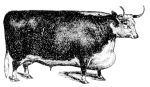 Missouri Grass Fed Beef 214 Missouri Grass Fed Beef 214