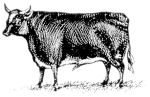 Missouri Grass Fed Beef 215
