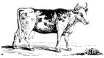 Missouri Grass Fed Beef 216 Missouri Grass Fed Beef 216