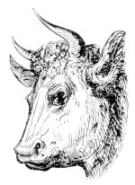 Missouri Grass Fed Beef 218