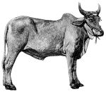Missouri Grass Fed Beef 219