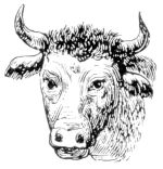 Missouri Grass Fed Beef 220