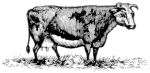 Missouri Grass Fed Beef 221 Missouri Grass Fed Beef 221