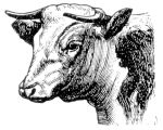 Missouri Grass Fed Beef 222 Missouri Grass Fed Beef 222