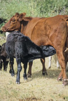 Keeping your beef healthy is a prime concern on any beef ranch.