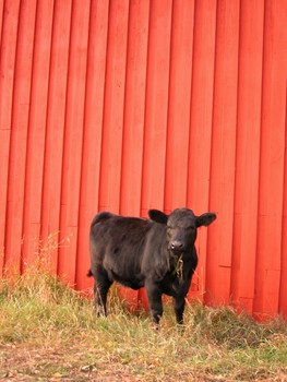 Corn Fed Beef looks cheaper on paper - but is it?