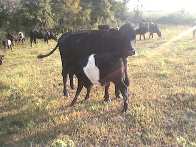 Galloway-mix beef cattle are more efficient at finishing on grass pastures.