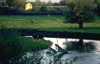 Using cows to mow our back yard proved good for cows and good for the mower.