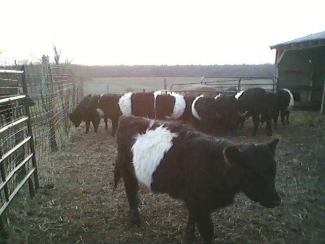 Cattle for Stockyard sale - soon to be shipped.