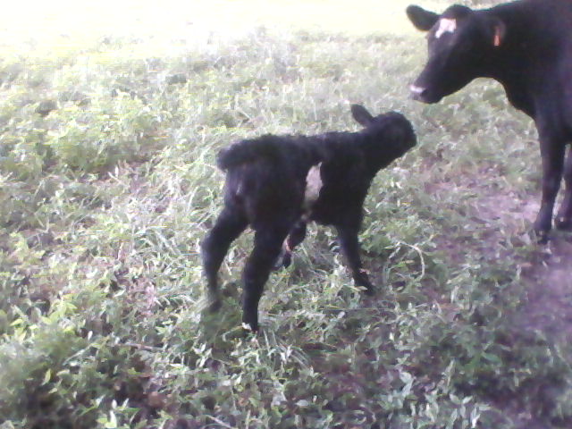 Natural Farming with Basic H - Raising Farm Animals