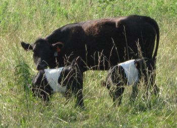 Missouri pasture raised beef