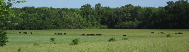 Pasture Raised Cattle are Humanely Treated