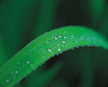 Raising Farm Crops with Natural Surfactants - Basic H