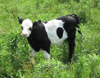 Belted Angus Cross calves are picturesque on grass.