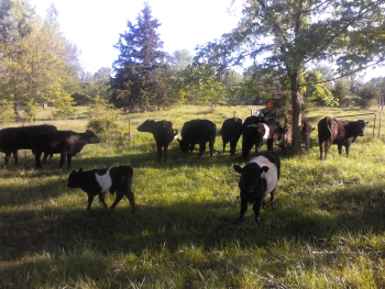 Natural Farming | Grass Fed Missouri Angus Cattle